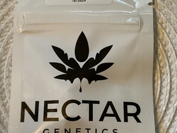 Venta: NECTAR - CHEMMY LEMMY F4