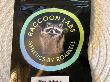 Venta: RACCOON LABS - WHITE WIDOW X PEACH SUPERNOVA F2