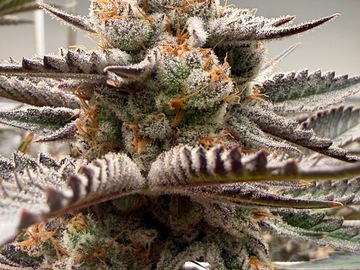 Venta: Trich Tyson #26 & #12 (Beleaf - Selected By DCC)