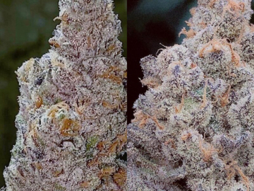 Venta: TONY GREEN - EPIPHANY X DAUSBUDS GORILLA BUBBLE