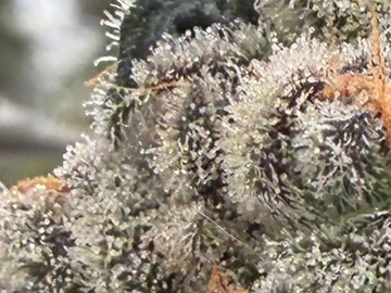 Vente: Daily Grapes (Beleaf)