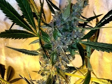 Subastas: Purple Brain Fog (Chocolope x Purple Stardawg) - Auction