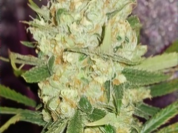 Subastas: Equanox (LambsBreath x Jamaican x Ghost Piss) - Auction