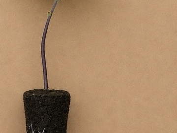 Venta: DreadFritter by GreenWolfGenetics Rooted Clone (FHG Cut)