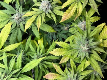 Verkaufen: Triangle Kush BxF2 (5+ regulars)