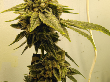 Sale: Gorilla Glue #4 x (Chem91xNorthernLights#2x88G13HP) 10pk Fems