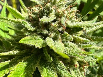 Verkaufen: LEMON CAKE - Lemon Cookies x Lilac Jack F2 - 15 regs