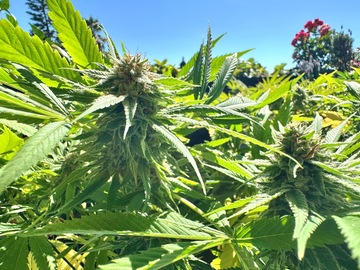 Verkaufen: LEMON COOKIES BX - SoCal cut BX2 - 15 sungrown organic seeds