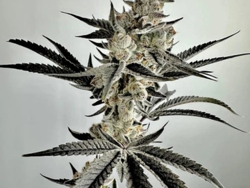 Venta: Wicked Fabuloso (Sherb N' Sour x Baker’s Dozen) FEM 6PACK