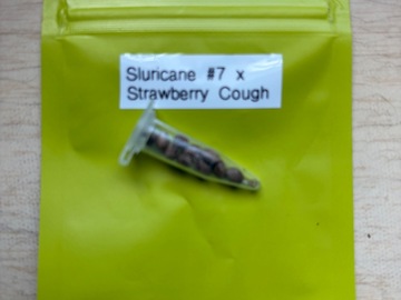 Venta: Slurricane #7 x Strawberry Cough