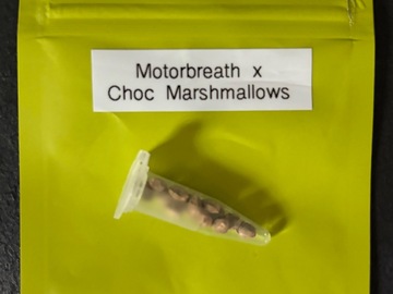 Venta: Motorbreath x Choc Marshmallows