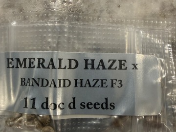 Venta: Emerald Haze x Bandaid Haze F3 by Doc D