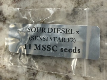 Venta: Sour Diesel x Sensi Star F2 By Doc D