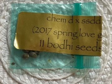 Verkaufen: Bodhi Seeds Chem D x Sunshine Daydream