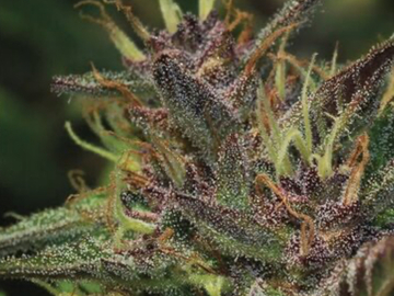 Verkaufen: BLUEBERRY MUFFIN X GG4