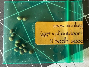 Verkaufen: Snow Monkey - Bodhi - gg4 x snow lotus
