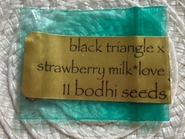 Sale: Bodhi Milk Black Triangle x Strawberry Milk