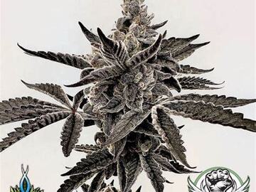 Venta: EXOTIC - HEAVY HUSTLE