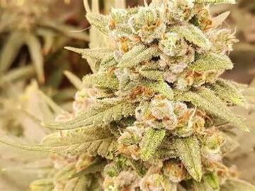 Verkaufen: SMOKING MONKEY - CRITICAL ‘22 AUTO