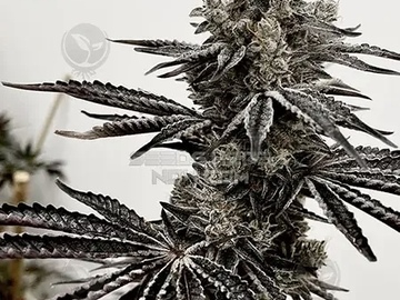 Vente: EXOTIC - LUSTY LADY