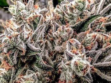 Vente: EXOTIC - SLIPPERY SUSAN
