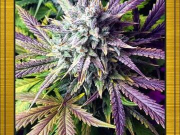 Enchères: MEPHISTO - GRAPEY WALTER