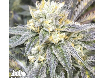 Enchères: CANUK - ZKITTLEZ AUTO