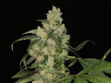 Auction: TWENTY20 - COSMO