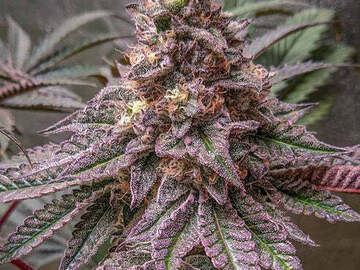 Venta: LAVA CAKE S1 (FEM) 6PACK + 3