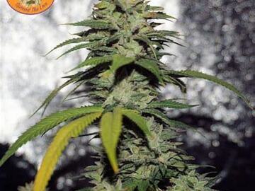 Auction: USEFUL SEEDS - LUCKY LIME F2