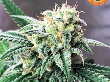 Auction: USEFUL SEEDS - BLACK LIME RESERVE F5