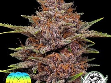 Auction: MASS MEDICAL/WELL GROWN - STAR PUPIL X ACAPULCO GOLD