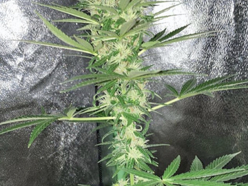 Sale: WELL GROWN - BINTANG MAS