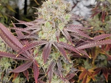 Auction: MASS MEDICAL/WELL GROWN - GOLDEN PUTANG