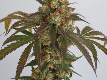 Subastas: Black Tuna OG