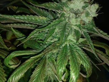 Subastas: Triple OG