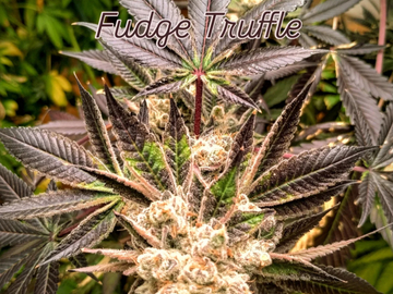 Subastas: Fudge Truffle By Sin City GSC on roids! Old school piney DANK!