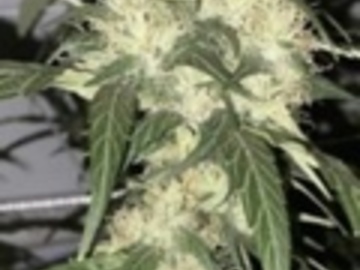 Auktion: Cuban Black Haze