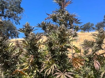 Auction: Blueberry Cheesecake "Red Vine" Autoflower F2 *Aurora Genetics