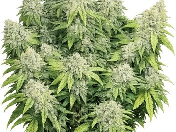 Auction: CALI CONNECTION - DEADHEAD AUTO