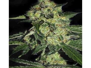 Auction: CALI CONNECTION - SUGARMILL AUTO