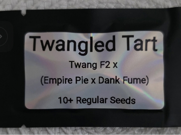 Subastas: TERRANOVA - TWANGLED TART