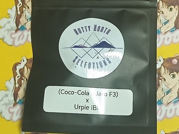 Venta: (Coco-Cola x Jaro F3) x Urple IBL – Nutty North Selections