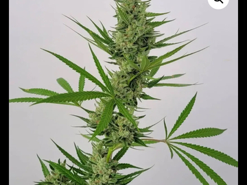 Auktion: MATCHMAKER - MAUI SODA