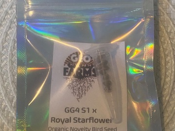 Auktion: GEO FARMS - GG4 S1 X ROYAL STAR FLOWER