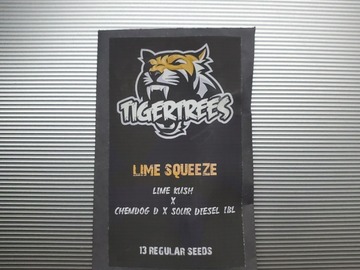Verkaufen: Lime Squeeze [Lime Kush x ChemD/Sour Diesel IBL] *Tiger Trees