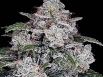 Sale: Return Of the Mac x RDV Purple Scoops Fem Auto (Buy 2 Get 1)