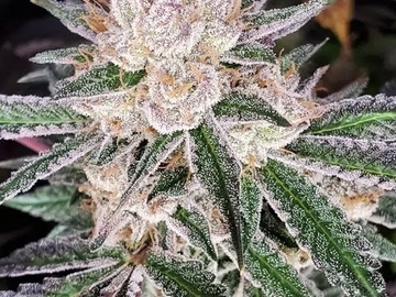 Auction: SOLOUD GENETICS GRAPE VINEZ