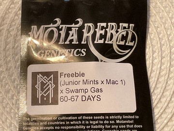 Auction: MOTA REBEL GENETICS (JUNIOR MINTS X MAC 1) X SWAMP GAS