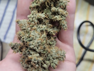 Auction: KATSU SEEDS VALYRIAN DIESEL (DRACARYS X SOUR DIESEL)